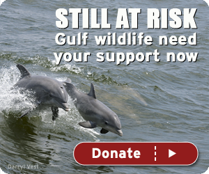Still at risk - gulf wildlife need your support now!